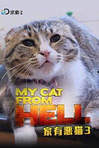 家有恶猫,揭秘猫咪的另类魅力与挑战